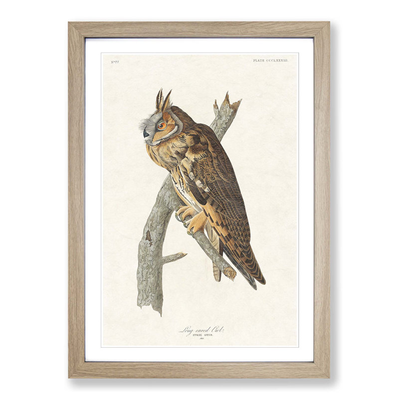 Long-Eared Owl by John Audubon - Picture Frame Painting Print, 36cm H x 27cm W x 2cm D, Oak Framed