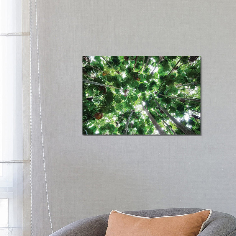 Licuala Fan Palm Canopy, Daintree National Park, Queensland, Australia by Konrad Wothe - Wrapped Canvas Print
