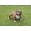Statue de chien qui marche-44488689