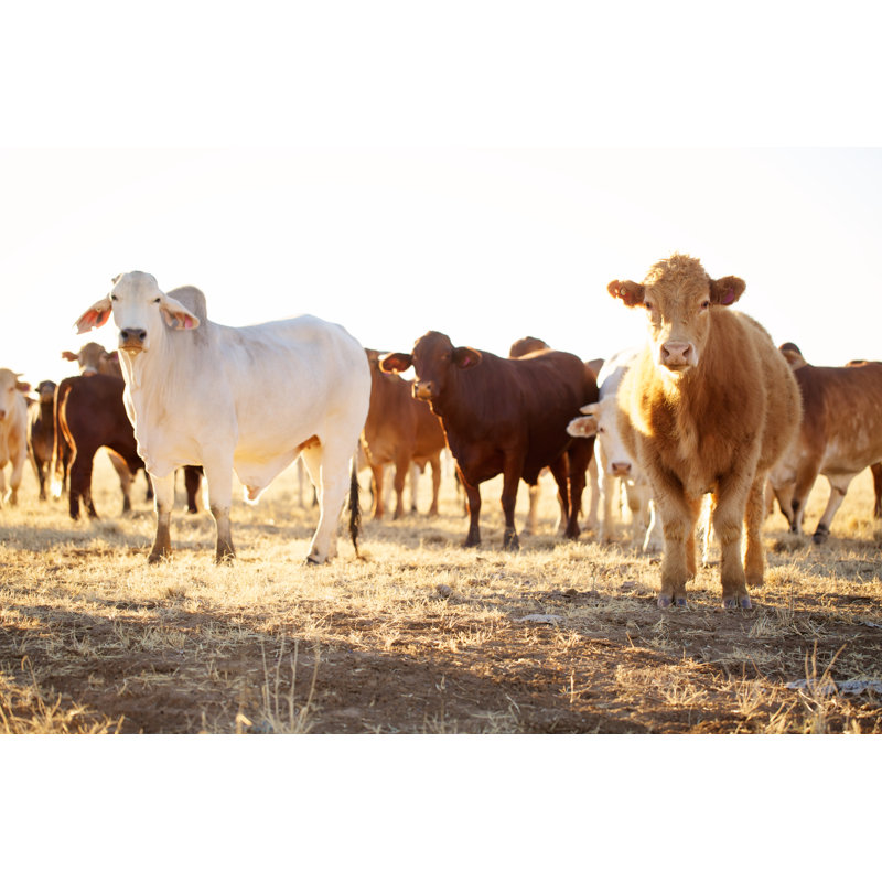 Cattle On A Cattle Station - Wrapped Canvas Print, 51cm H x 76cm W x 3.8cm D