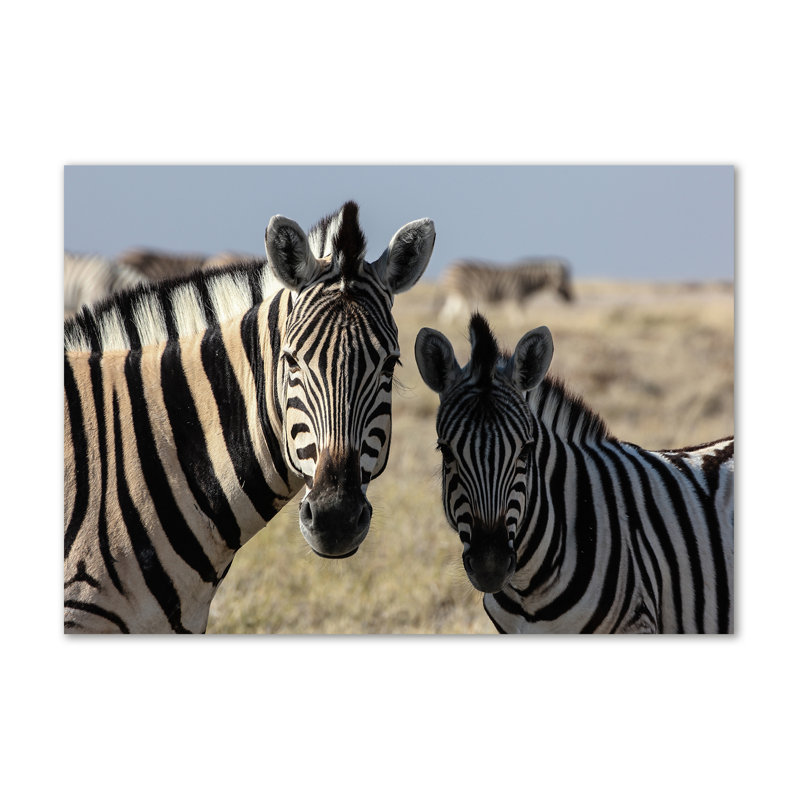 Two Zebras - Wrapped Canvas Print