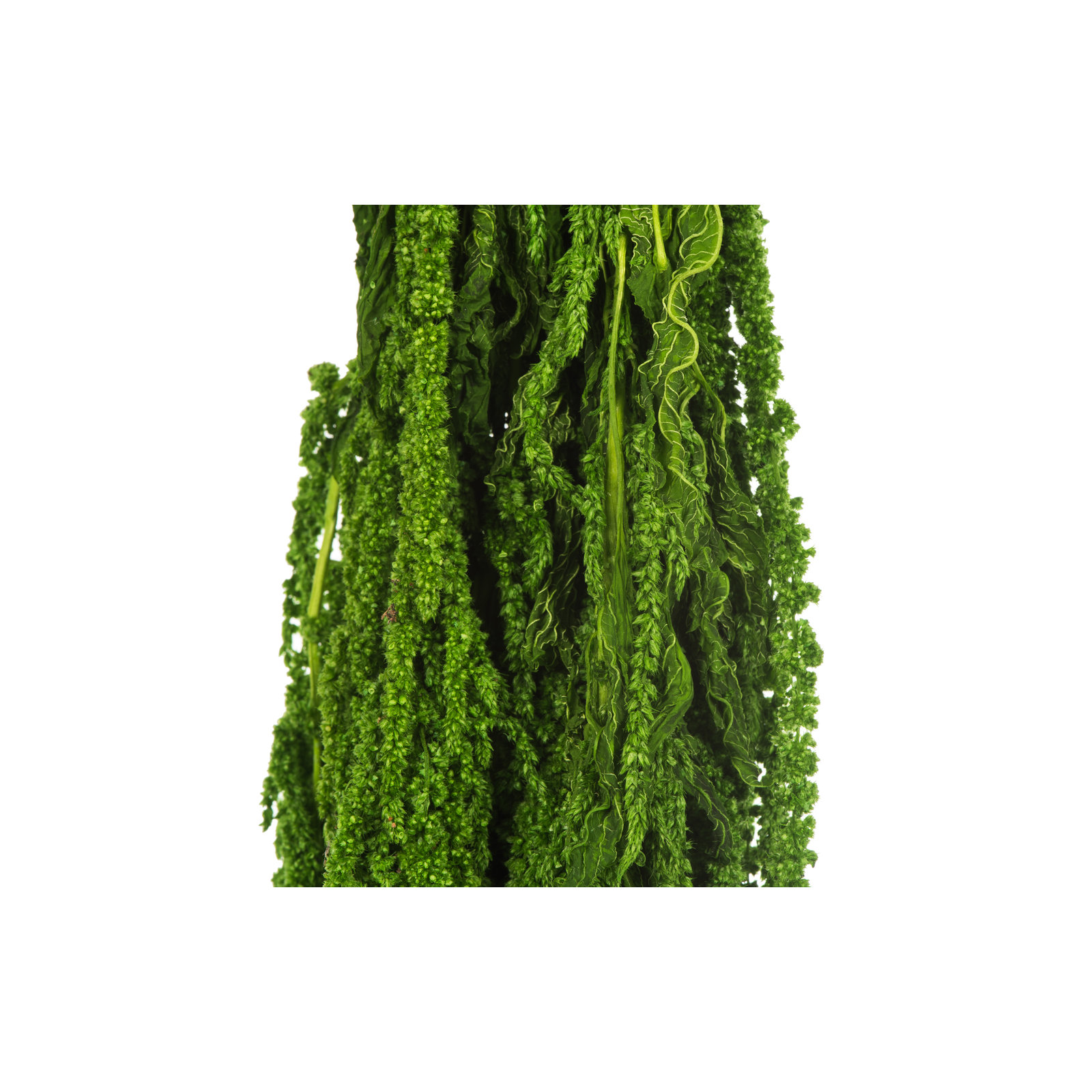 30" Amaranthus Bundle, Preserved, Spring Green