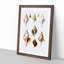 Conch Shells by Albert I - Framed Print-55621424-55621425