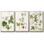«Passion Flower Trio I», ensemble de 3 toiles encadrées-471762374-471762368