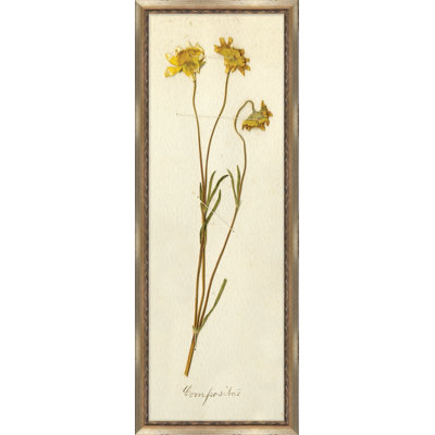 Napa Valley 1872 Herbarium V Print