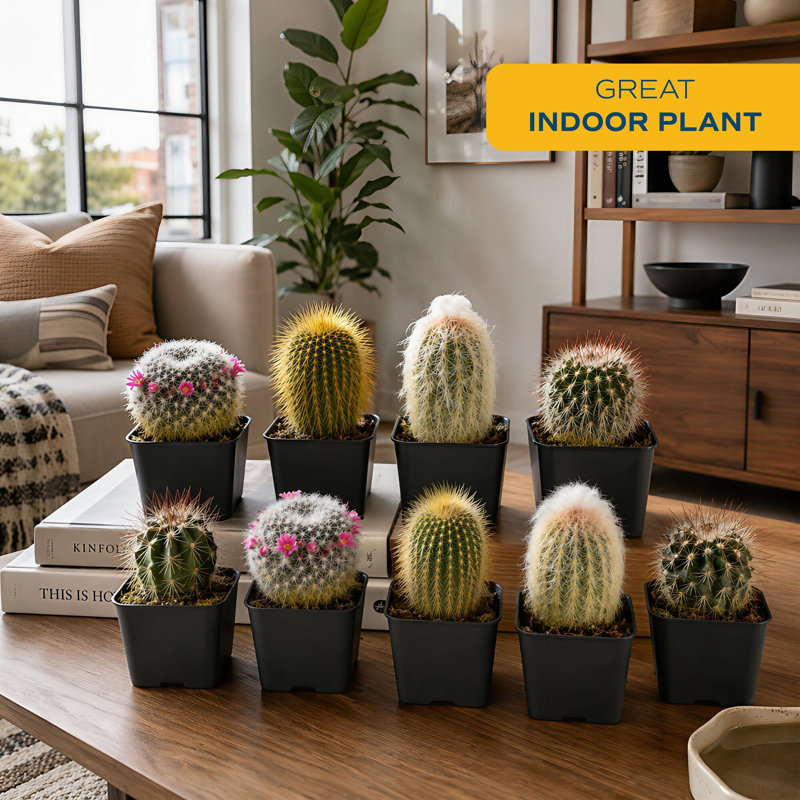 9 Live Cactus Plant in Pot Set