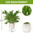 17 Inch Ceramic Pots Loaded Indoor Artificial ZZ Plants, designed for home table decor and bedroom aesthetics, packaged in a single piece to add greenery to your home.