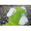 Cann Plastic Animals Faux Rock