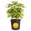 Schefflera Capella in Nursery Pot