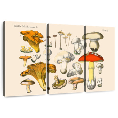 Champignons rétro Yarlin