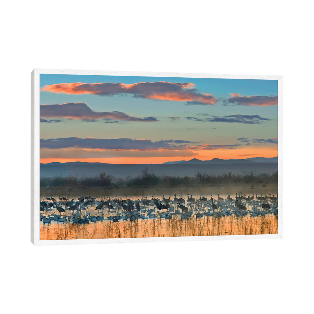 Snow Goose And SandhillCrane Flock Silhouetted In Water AtSunset BosqueDel Apache National Wildlife by Tim Fitzharris - ...