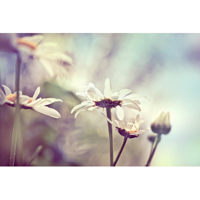 Camomile Meadow - Wrapped Canvas Print