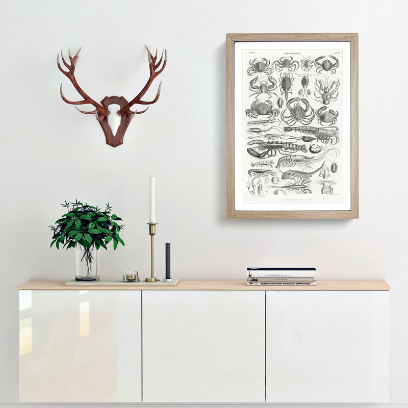 Study of Crustaceans by Oliver Goldsmith - Picture Frame Drawing Print, 36cm H x 27cm W x 2cm D, Oak Framed