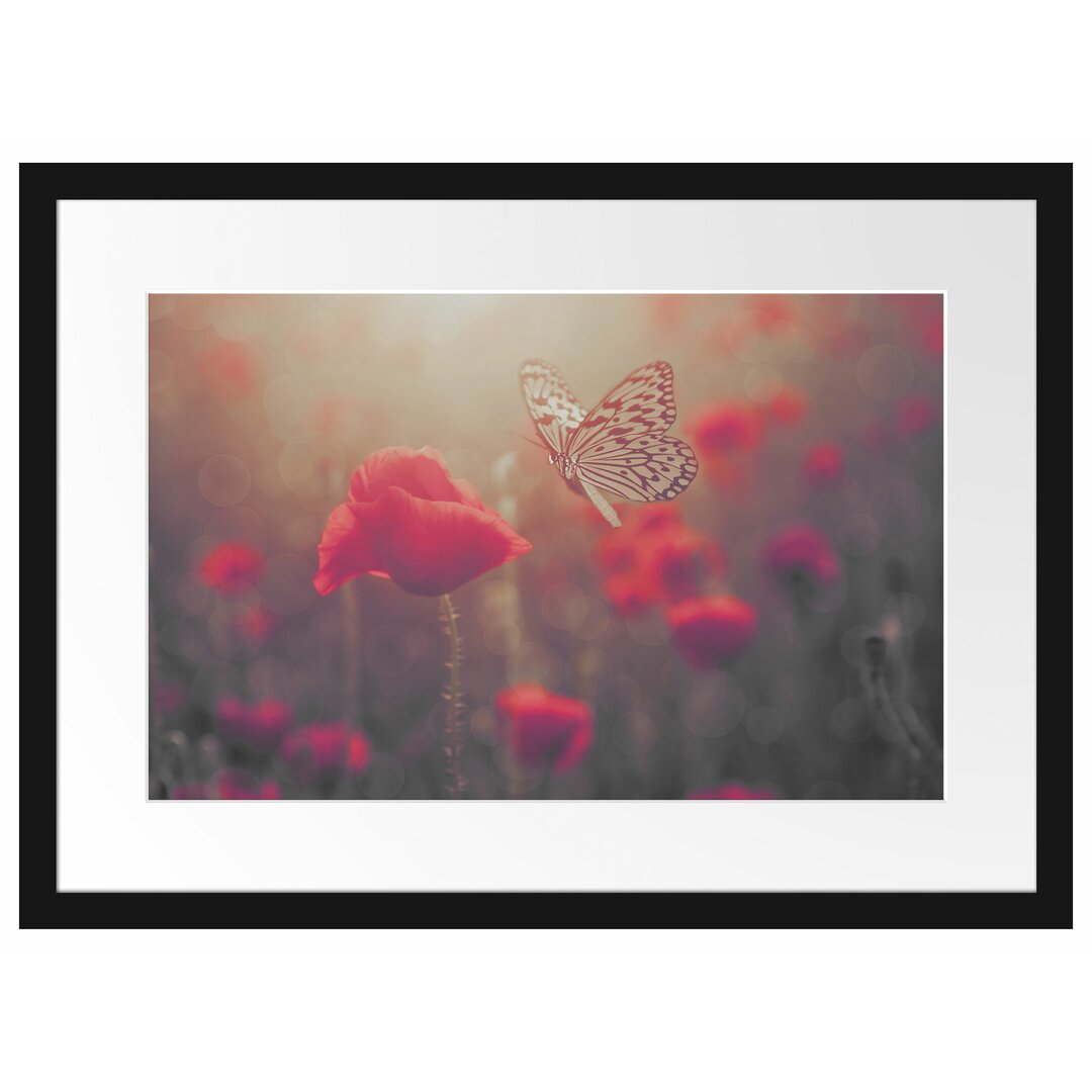 Gerahmtes Poster Mohn und Schmetterling