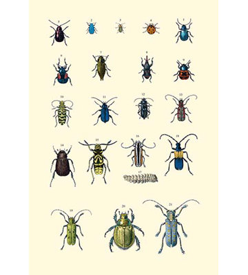 « insect study #2 », impression sur image