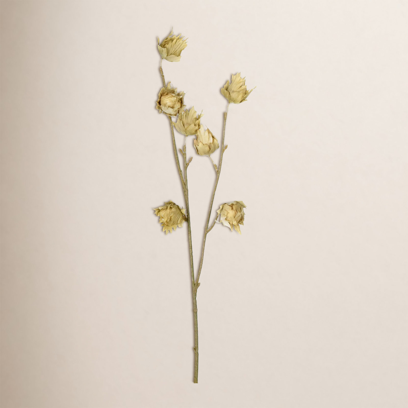 Hibiscus Floral Stems, Green