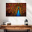 Paon indien Brampt-108822751