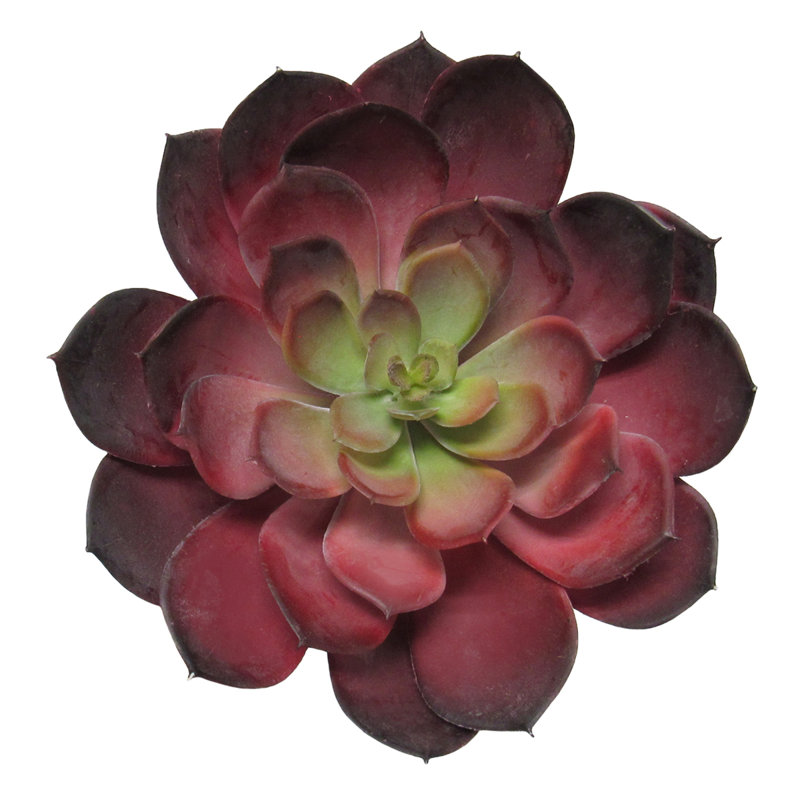 Grand 8,5 "plante succulente artificielle Echeveria Lotus, Rouge-vert