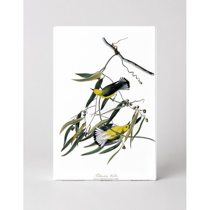 Prothonotary Warbler (Plate 3) - Portrait, art mural sur toile, 20" W x 16" H