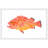 " Yelloweye Rockfish " by Michael Pantalos-18951095