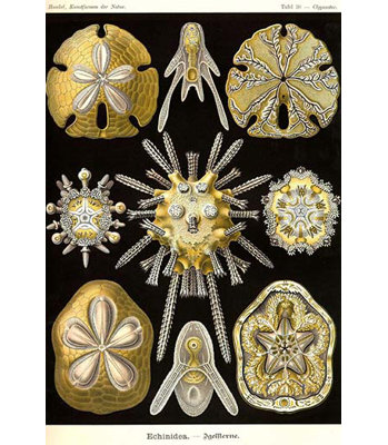 " Echinoderms " by Ernst Haeckel