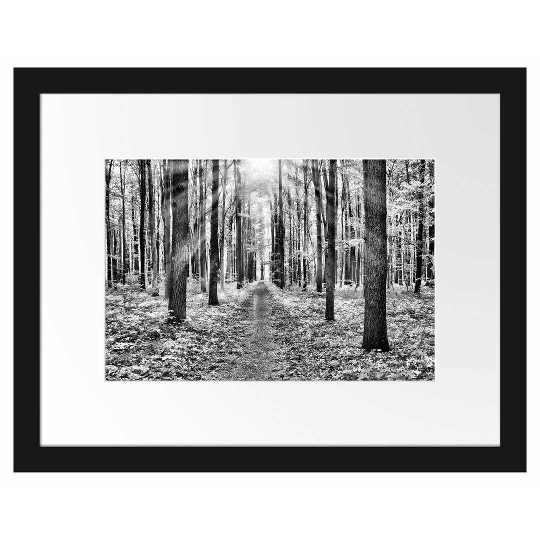 Gerahmtes Poster Sonnenlicht Wald