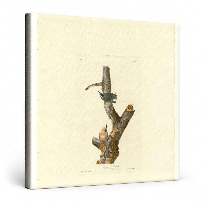 Sittelle à poitrine rousse (planche 105) - art mural carré sur toile, 16" W x 16" H