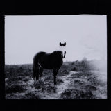 Blank Horse Print by Annie Spratt