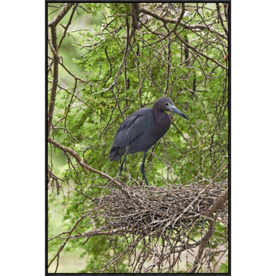 " Little Blue Heron On Nest "