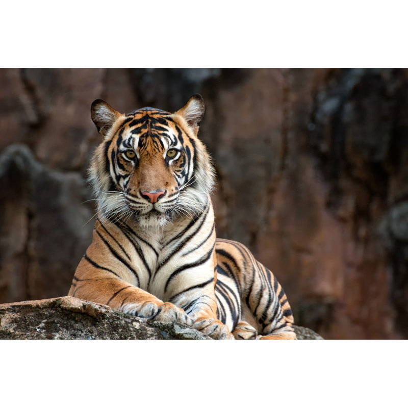 Sumatrean Tiger by DikkyOesin - Wrapped Canvas Print, 30cm H x 46cm W x 3.8cm D