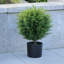 Faux cèdre 20 "en pot
