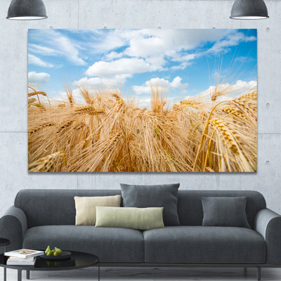 « orge field under blue sky », reproduction de photo sur toile tendue