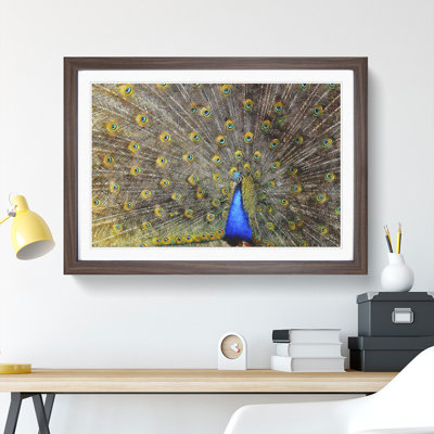 Peacock Vol.1 - Framed Print