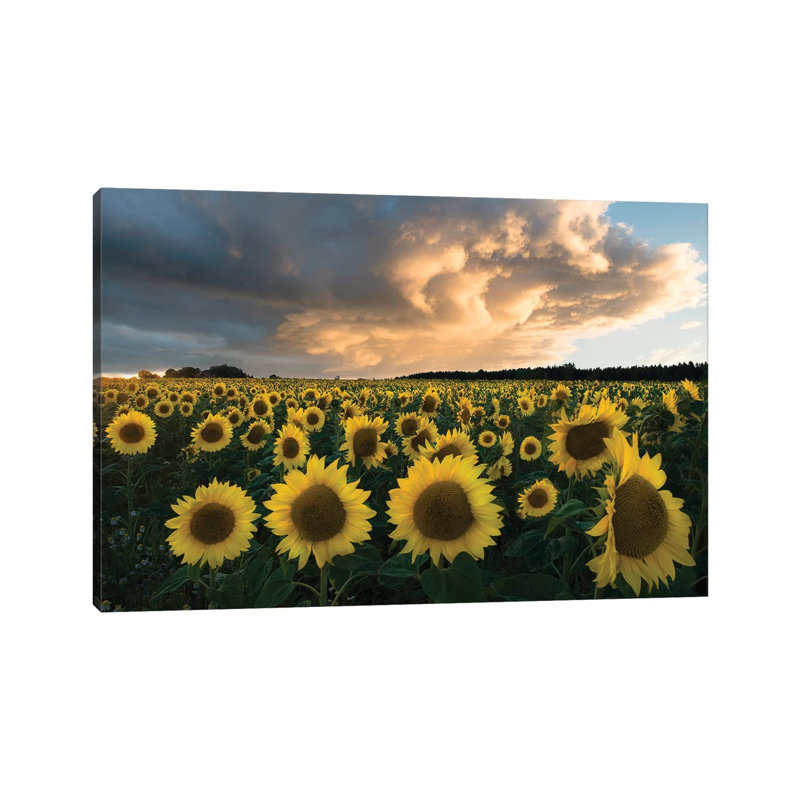Sunflowers In Sweden. by Christian Lindsten - Print on Canvas, Wrapped Canvas, 20.32cm H x 30.48cm W x 1.91cm D