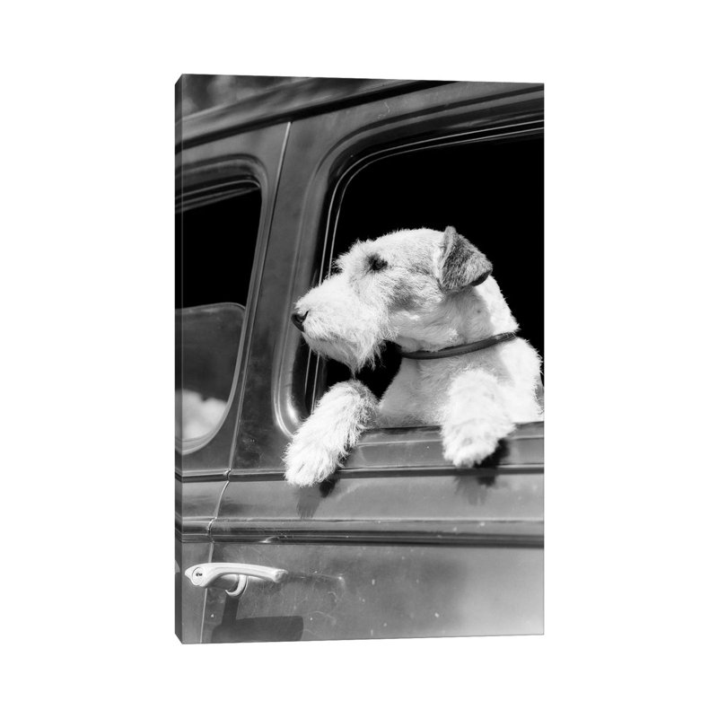Profile Portrait Of Wire Fox Terrier Dog Looking Out Of Automobile Window - Wrapped Canvas Print