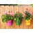 Hot Pink/Green/Saffron/Brown is out of stock
