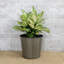 Ensemble de 2 pots de fleurs décoratifs en osier pour l'intérieur et l'extérieur Wellston