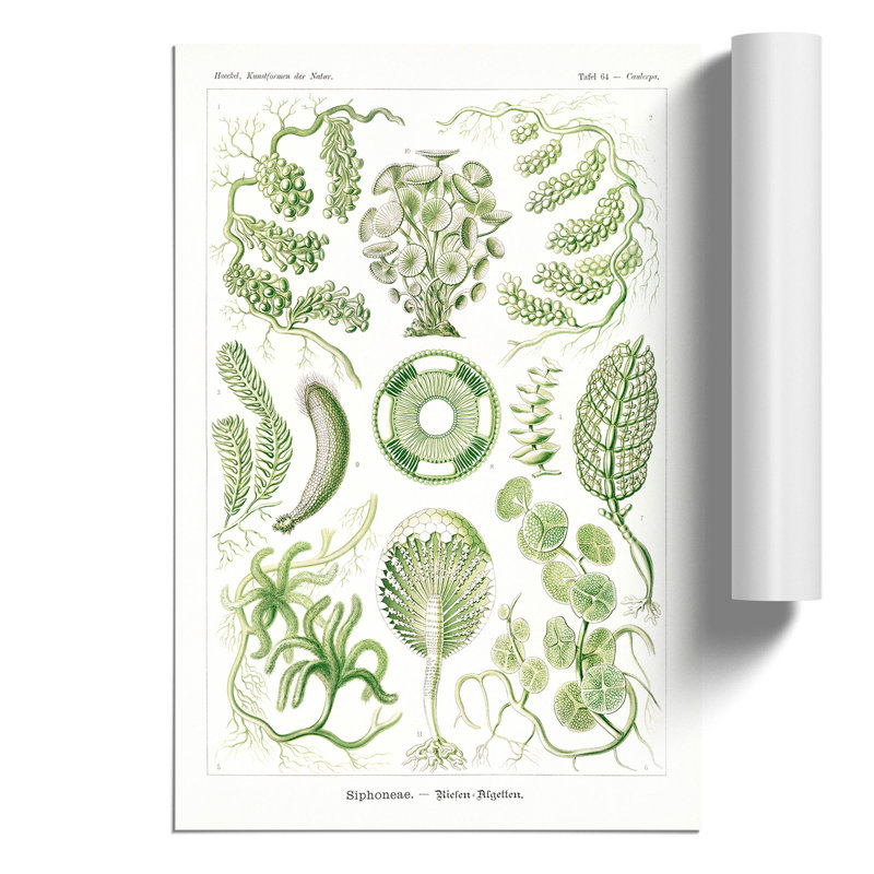 Siphoneae Algae by Ernst Haeckel - No Frame Painting, 30cm H x 21cm W x 0.1cm D