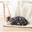 Petite courtepointe pour animal de compagnie-99190945