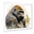 White Single Picture Framed