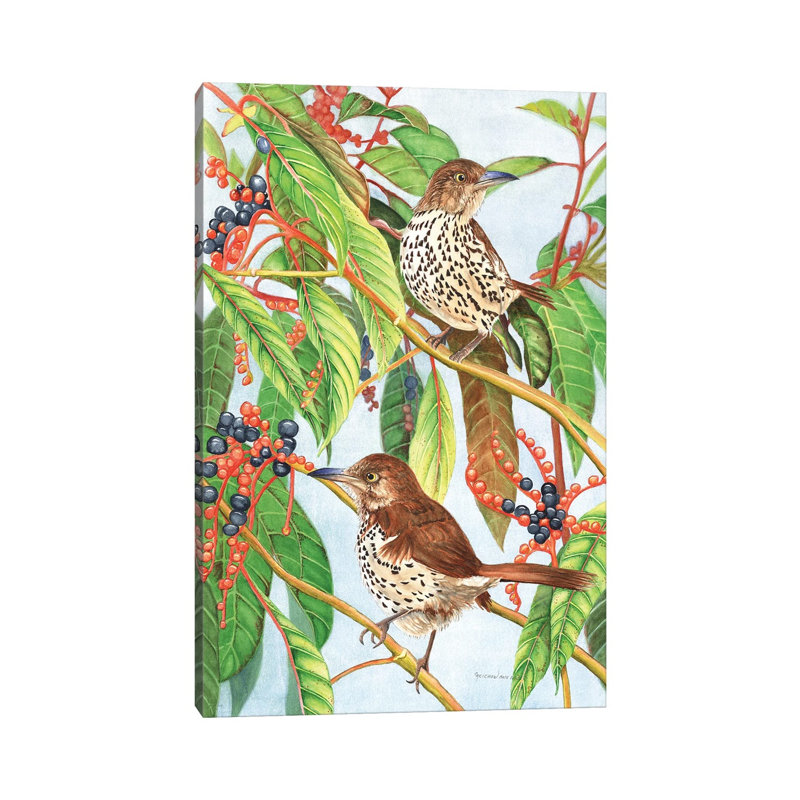 Brown Thrashers by Christine Reichow - Wrapped Canvas Gallery-Wrapped Canvas Giclée, 20.32 cm H x 30.48 cm W