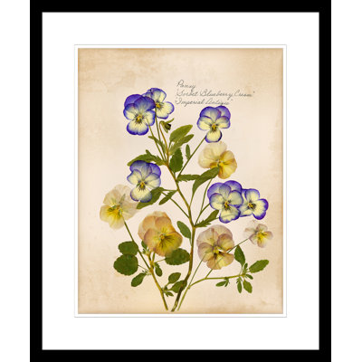 Pansy Painting