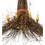 Drager 8 - Light Chandelier