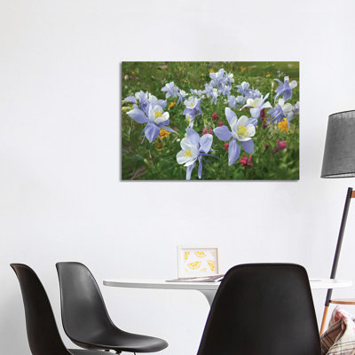 Colorado Blue Columbine Flowers, American Basin, Colorado II by Tim Fitzharris - Wrapped Canvas Print