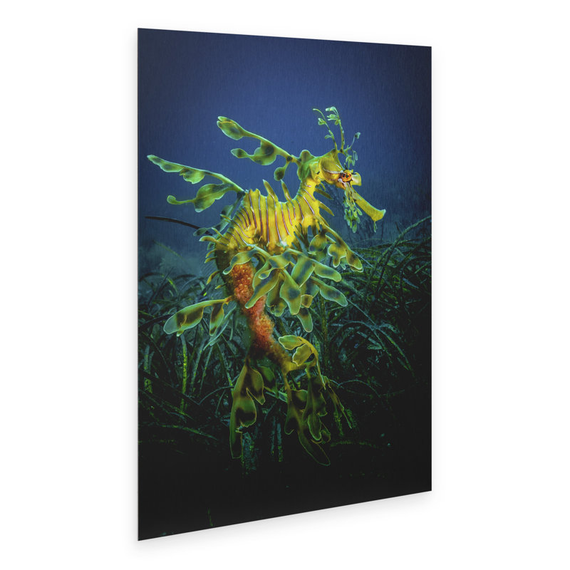 Reproduction d’art graphique sur toile « feuilles de dragon avec des oeufs » par Jan Abadschieff