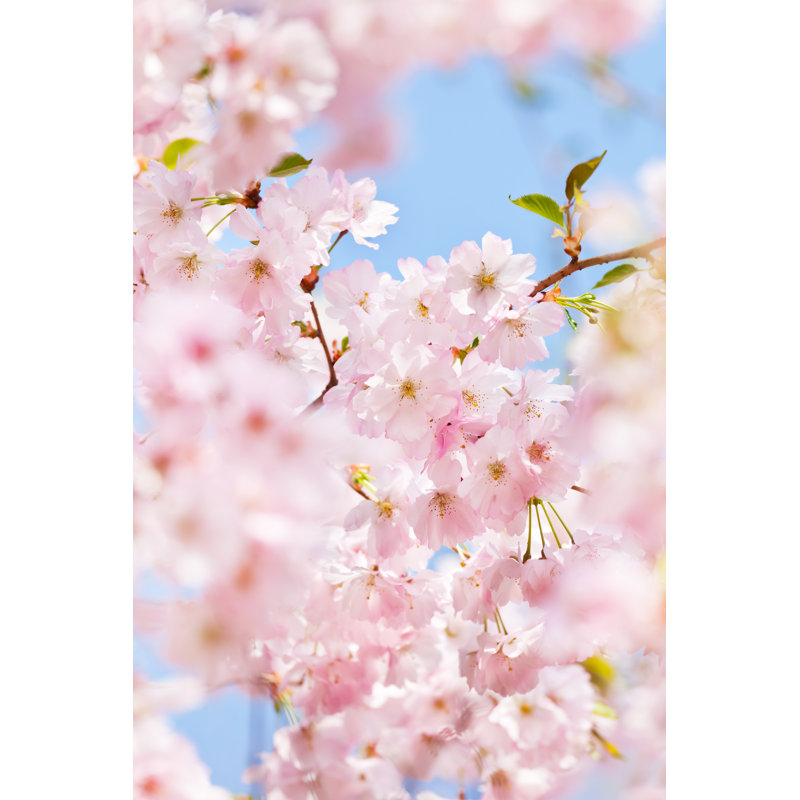Cherry Blossom - Wrapped Canvas Print, 76cm H x 51cm W x 3.8cm D