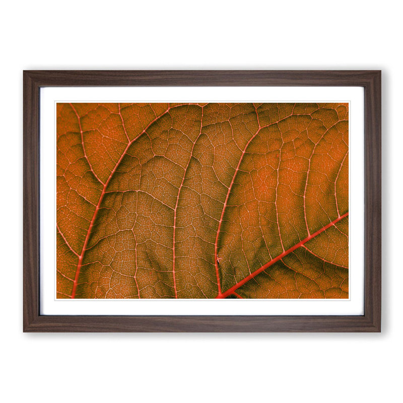 Leaf Veins - Picture Frame Photograph Print, Walnut Framed, 36cm H x 48cm W x 2cm D