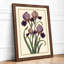 Iris Cluster Botanical - Framed Print-1121257073-1121257074