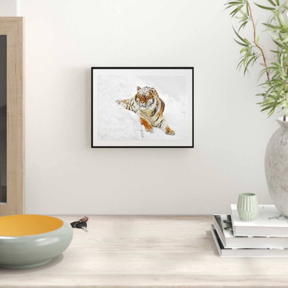 Gerahmtes Poster Amur Tiger im Schnee