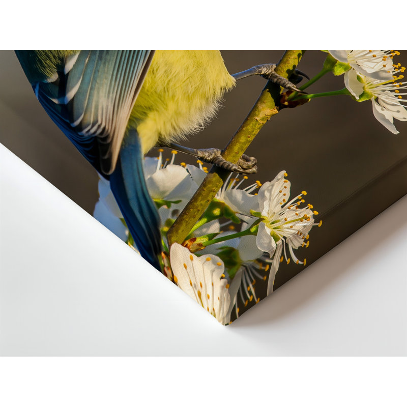 Reproduction d'art sur toile, une mésange bleue vibrante perchée gracieusement sur une branche délicate, ornée de fleurs blanches en fleurs